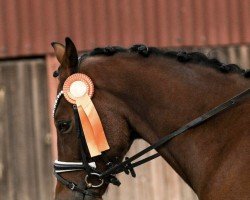 dressage horse Dacapo 322 (German Riding Pony, 2020, from D-Power AT)