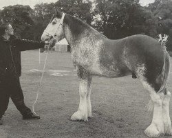 Pferd Thorn Footloose (Clydesdale, 1999, von Greendykes Footprint)