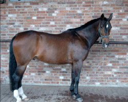 horse Ascan S (Hanoverian, 1983, from Atatuerk)