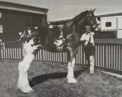 broodmare Belleau G.F. Libby (Clydesdale, 2000, from Bluffviews Newsworthy Noah)