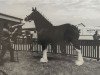 broodmare Cedarlane Terragold's Jessie (Clydesdale, 1996, from Maplewood Levi)