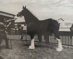 broodmare Cedarlane Terragold's Jessie (Clydesdale, 1996, from Maplewood Levi)