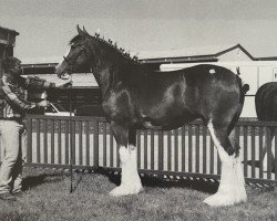 Zuchtstute Maple Stone Anna May (Clydesdale, 1998, von Ayton Final Achievement)