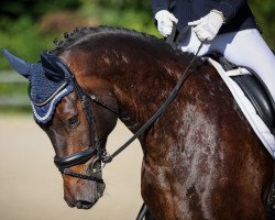 dressage horse Destino 103 (Oldenburg, 2013, from Diar Noir)