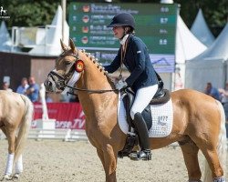 stallion Herzkönig's Halunke (German Riding Pony, 2018, from Herzkönig NRW)