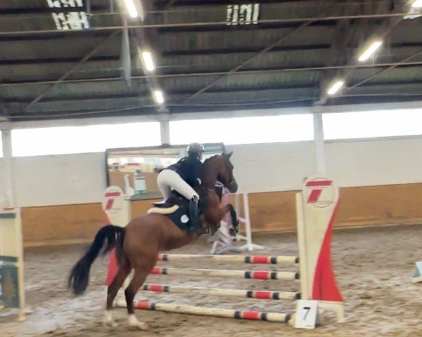 horse Khor van Orchid‘s (Dutch Pony m.arab.Blutant., 2015, from Kanshebber)