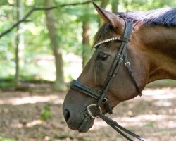 dressage horse Dancing Dario (Hanoverian, 2010, from Don Frederico)