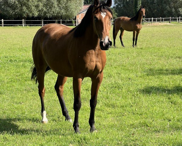 Zuchtstute Hazel Blue Eye M (Westfale, 2020, von Hickstead Blue)