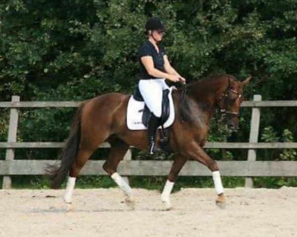 broodmare Terina (KWPN (Royal Dutch Sporthorse), 2000, from Houston)