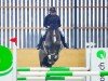 jumper Deeper Dream (Swiss Warmblood, 2014, from Top Gun Semilly)