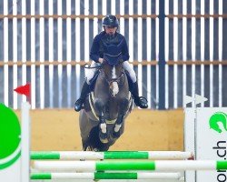 jumper Deeper Dream (Swiss Warmblood, 2014, from Top Gun Semilly)