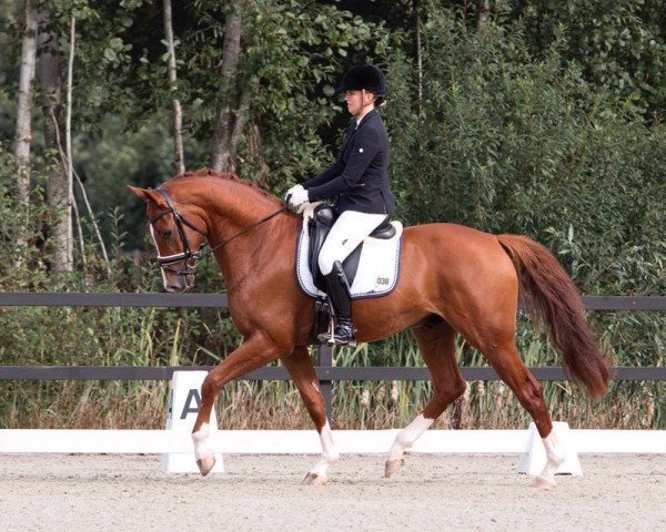 Springpferd Kevin (KWPN (Niederländisches Warmblut), 2015, von Estoril)