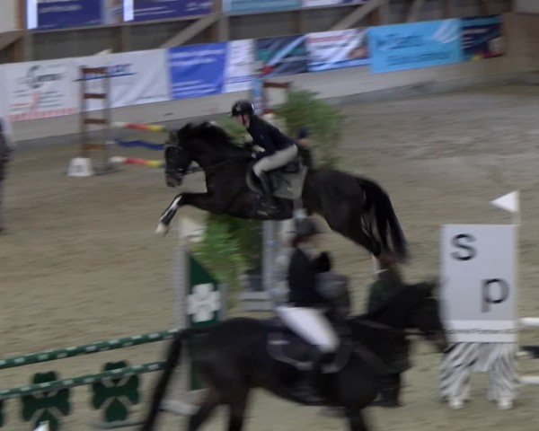 Reitturnier Schaffhausen 2025