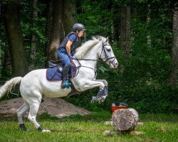 jumper Irish Boy 11 (Connemara Pony, 2008, from Dooneen Supermatch)