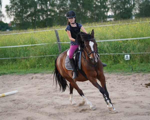 dressage horse Fay Zulaika Arabic (German Riding Pony, 2008, from Fuchur)