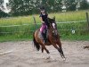 dressage horse Fay Zulaika Arabic (German Riding Pony, 2008, from Fuchur)