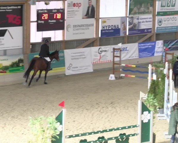 Reitturnier Schaffhausen 2025