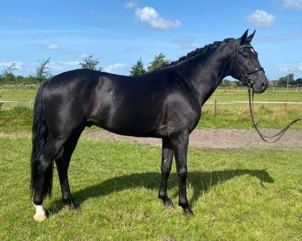 jumper Fury 564 (Danish Warmblood, 2020)