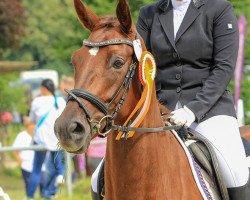 Zuchtstute Quinderella 4 (Deutsches Sportpferd, 2016, von Quaterback)