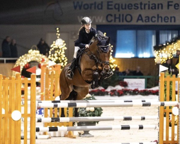 jumper Little Pennsylvania Rm (German Sport Horse, 2015, from Pennsylvania)