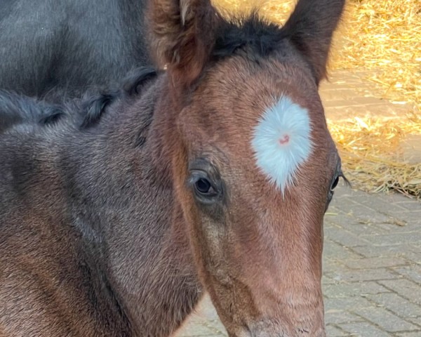 foal by Emiliana Weltina (Westphalian, 2025, from Extreme U.S.)