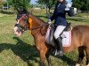 dressage horse Karlsson 20 (Welsh mountain pony (SEK.A), 2000, from Menai Julius)