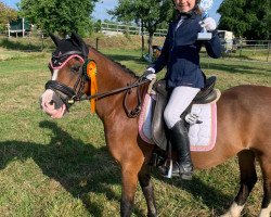 dressage horse Karlsson 20 (Welsh mountain pony (SEK.A), 2000, from Menai Julius)