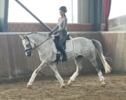 dressage horse Hokuspokus (German Riding Pony, 2018, from Herzkönig NRW)