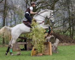 Springpferd Come On Fame (Westfale, 2011, von Campbell VDL)