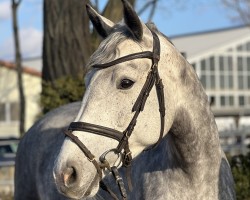 Springpferd Norderney N (Holsteiner, 2020, von Cancara)