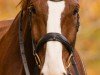 dressage horse Daiano 4 (Württemberger, 2011, from Don Diamond)