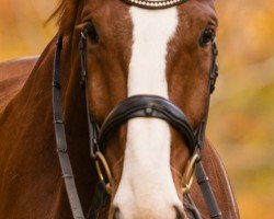 dressage horse Daiano 4 (Württemberger, 2011, from Don Diamond)