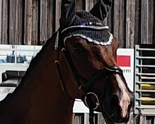 dressage horse Bohemian Bardolina (German Sport Horse, 2021, from Bohemian)