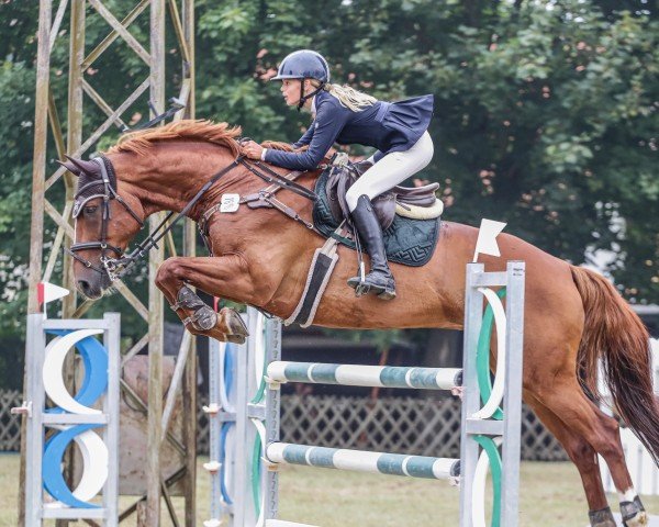 Springpferd Kansas DW (Belgisches Warmblut, 2010, von Adorado)