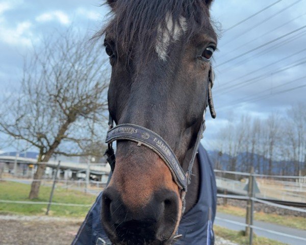 jumper Veyron (Hanoverian, 2018, from Vesuv 35)