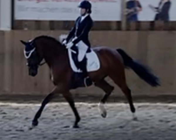 horse Kazaar (Trakehner, 2004, from Louidor)