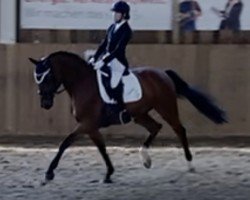 horse Kazaar (Trakehner, 2004, from Louidor)