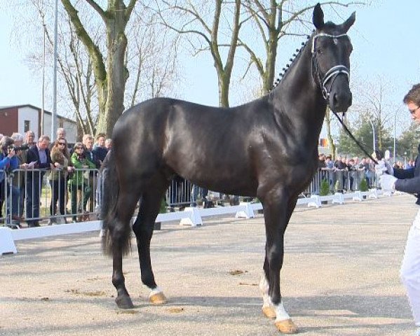 dressage horse Hemingway Kw (Dutch Warmblood, 2012, from Don Schufro)