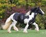 dressage horse Jessie 55 (Tinker / Irish Cob / Gypsy Vanner, 2008)