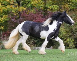 Dressurpferd Jessie 55 (Tinker / Irish Cob / Gypsy Vanner, 2008)