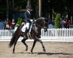 stallion Ecuador Di Fonte Abeti (Hanoverian, 2015, from Negro)