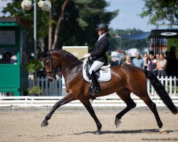 dressage horse DieEine (Hanoverian, 2015, from Danzador)