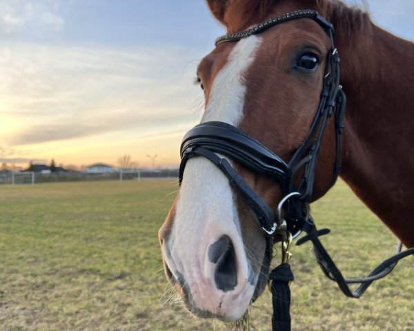 Dressurpferd Pumuckl (Hannoveraner, 2016, von Dressage Royal)