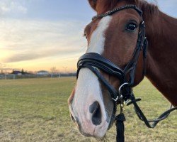 dressage horse Pumuckl (Hanoverian, 2016, from Dressage Royal)