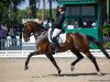 dressage horse Diallo 3 (Hanoverian, 2015, from Dancier)