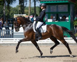 dressage horse Diallo 3 (Hanoverian, 2015, from Dancier)