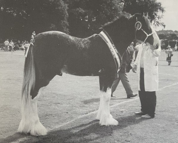 stallion Middlebank Carlogie Sneddon (Clydesdale, 2000, from Middlebank Cameron Brig of Buchlyvie)