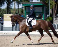 dressage horse Devino 9 (Hanoverian, 2015, from Dannebrog)