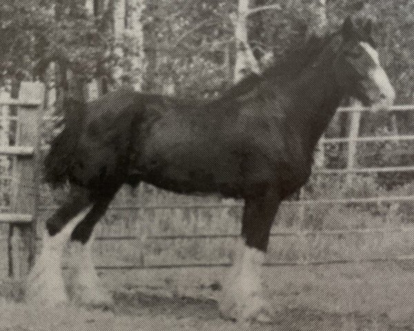 stallion Donegal Joe Nine Lives (Clydesdale, 1995, from Belleau Master Joe)