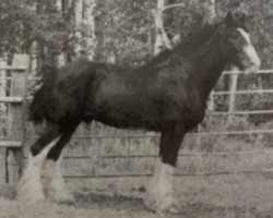 stallion Donegal Joe Nine Lives (Clydesdale, 1995, from Belleau Master Joe)